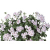 Pelargonia bluszczolistna 'Luna' (odmiana pojedyncza)