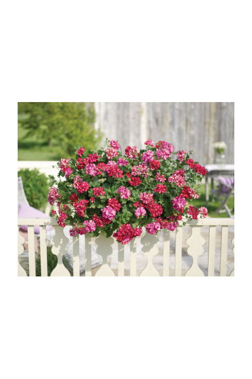 Pelargonia bluszczolistna 'Chris' (odmiana półpełna)