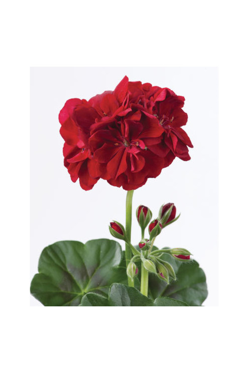Pelargonia bluszczolistna 'Ruben' (odmiana półpełna)