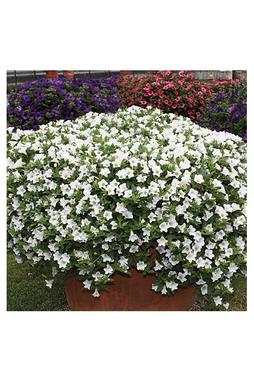 Surfinia 'Table White'