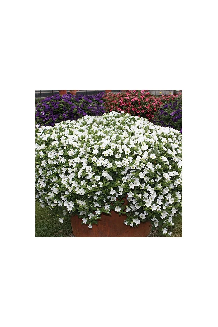 Surfinia 'Table White'