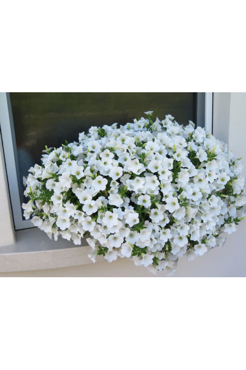 Surfinia 'Table White'