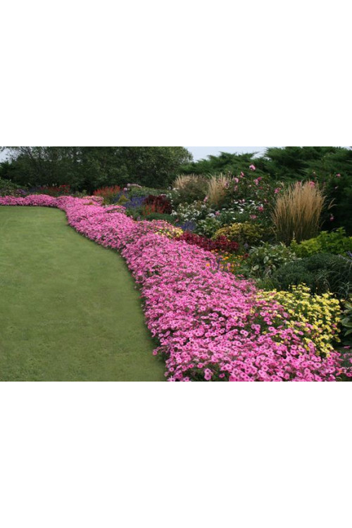 Supertunia Vista 'Bubblegum'