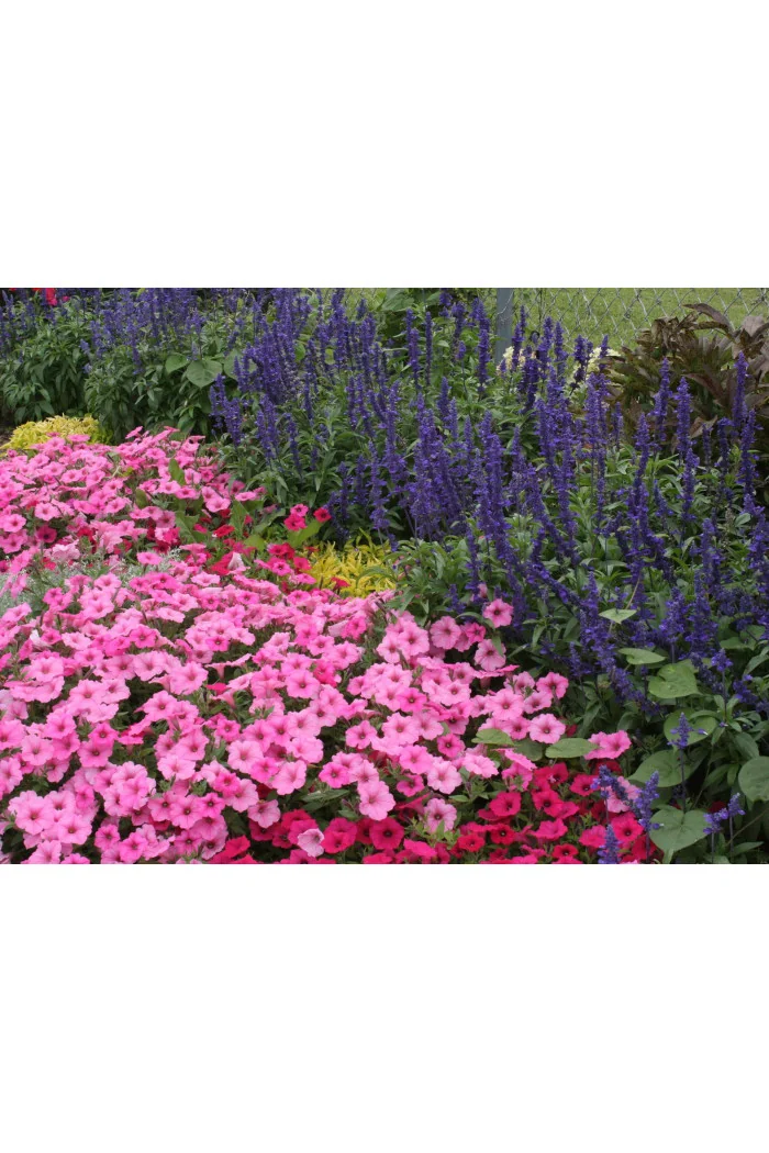 Supertunia Vista 'Bubblegum'