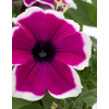Surfinia 'Magenta Picotee'