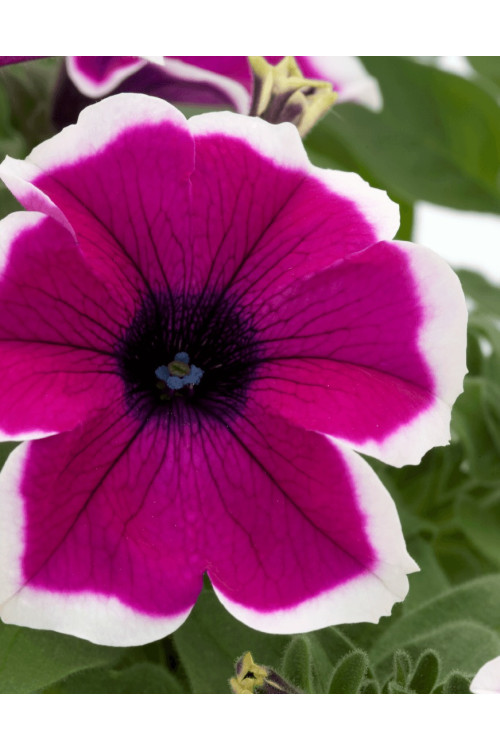 Surfinia 'Magenta Picotee'