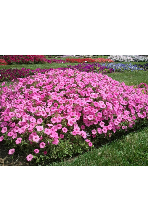 Supertunia Vista 'Bubblegum'