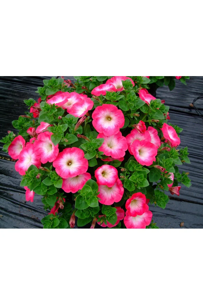 Surfinia 'Coral Morn'