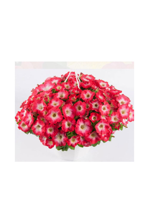 Surfinia 'Coral Morn'