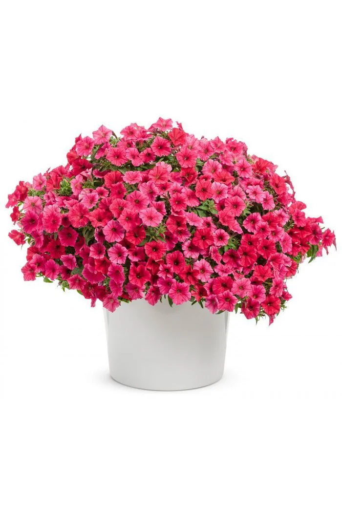 Supertunia Vista 'Paradise'