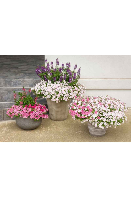 Supertunia Vista 'Silverberry'