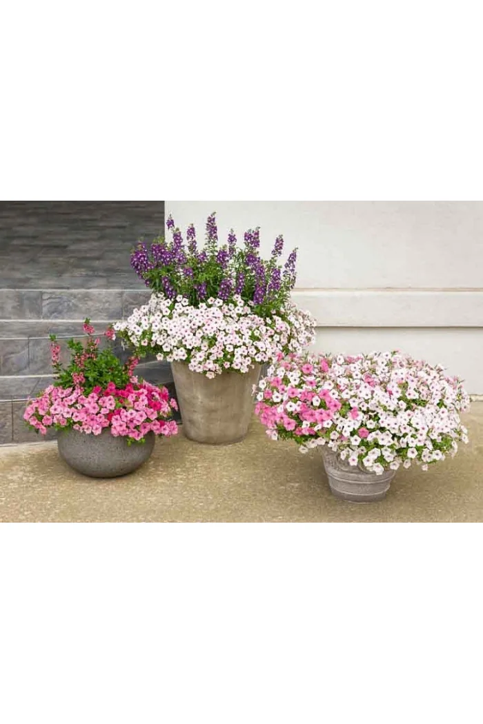 Supertunia Vista 'Silverberry'