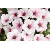 Supertunia Vista 'Silverberry'