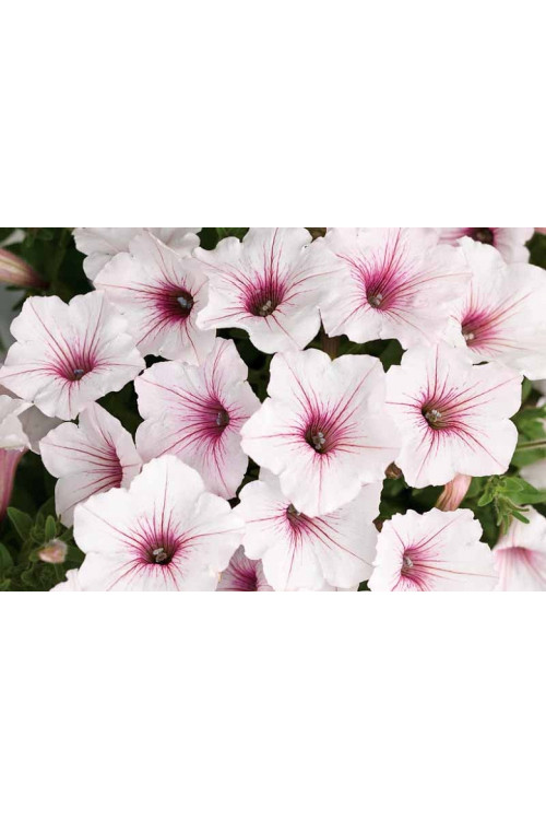 Supertunia Vista 'Silverberry'