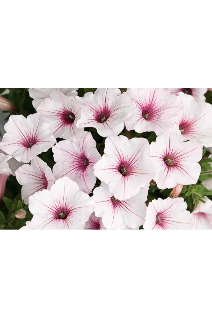 Supertunia Vista 'Silverberry'