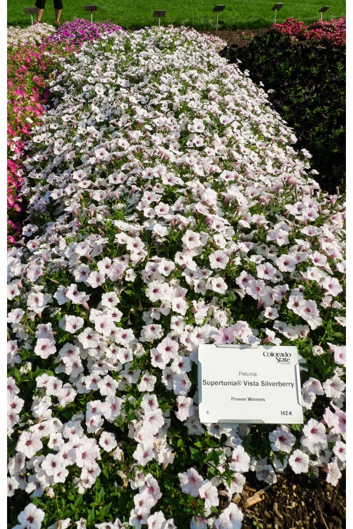 Supertunia Vista 'Silverberry'