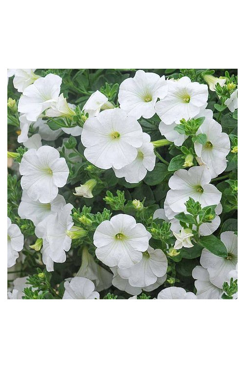 Surfinia 'White'
