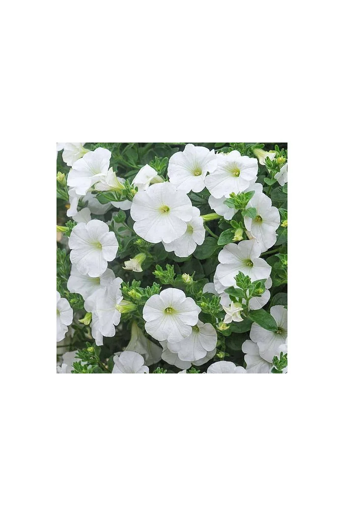 Surfinia 'White'
