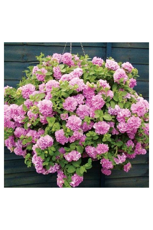 Surfinia 'Double Lilac'