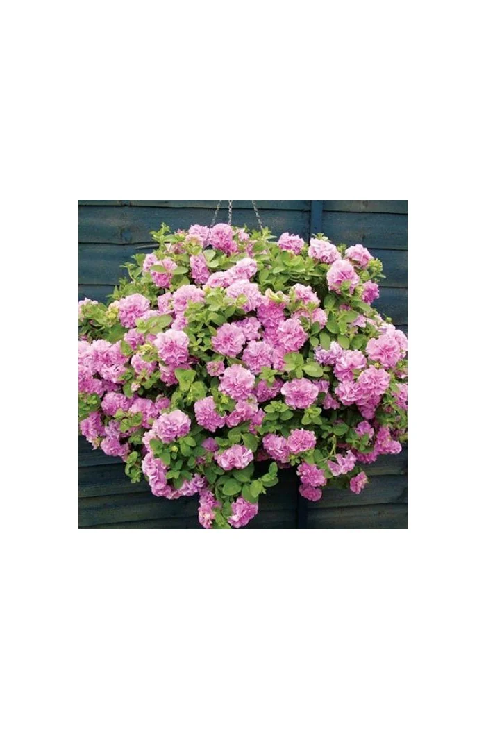 Surfinia 'Double Lilac'