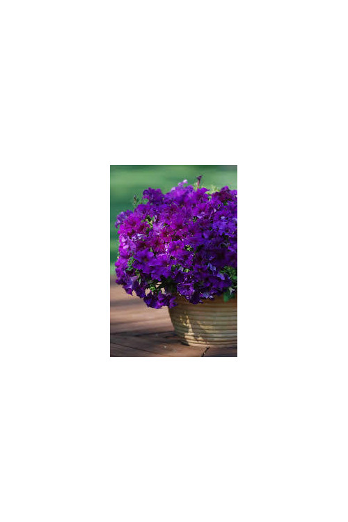 Surfinia 'Giant Blue'