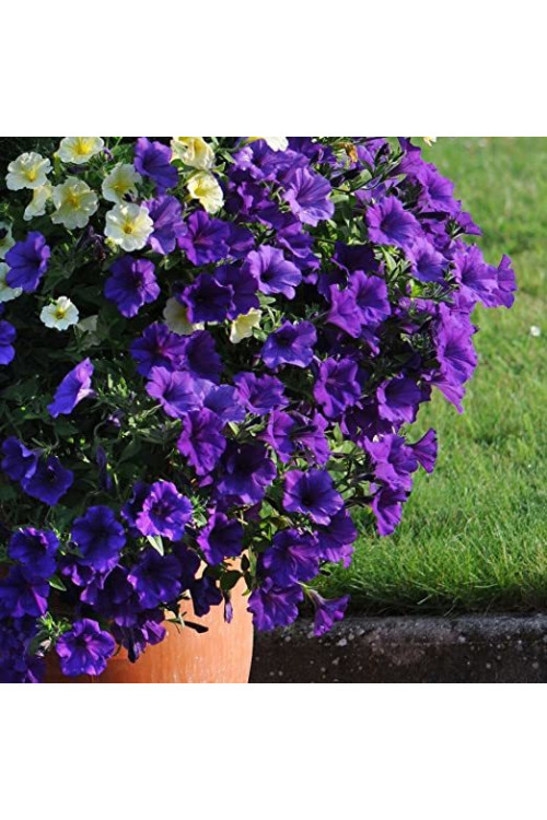 Surfinia 'Giant Blue'