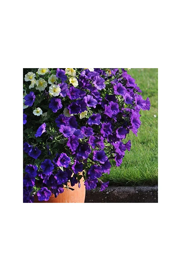 Surfinia 'Giant Blue'