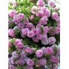 Surfinia 'Double Lilac'