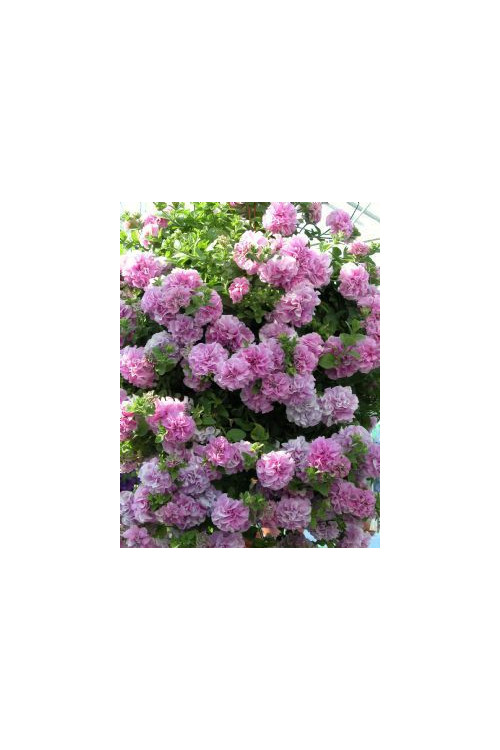 Surfinia 'Double Lilac'