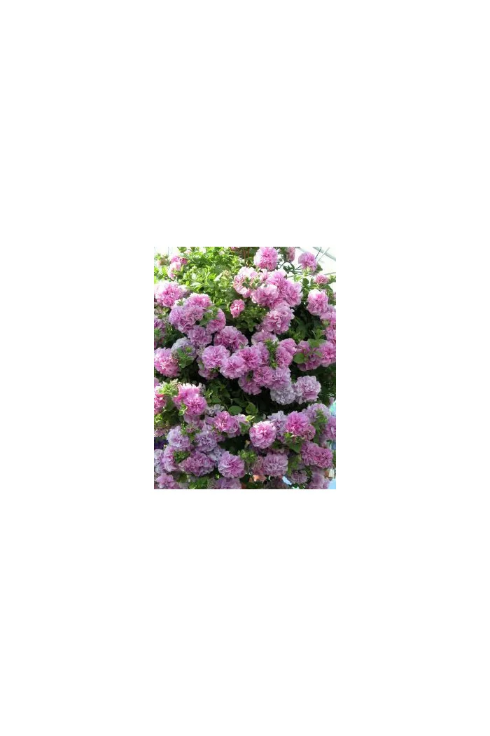 Surfinia 'Double Lilac'