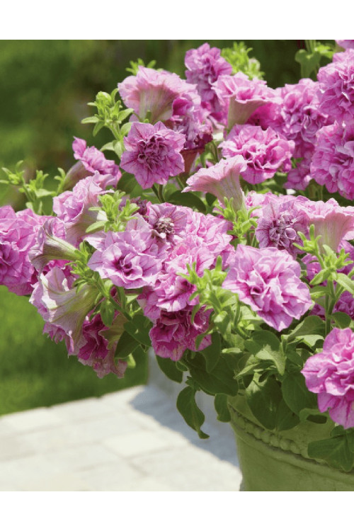 Surfinia 'Double Lilac'