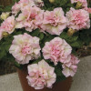 Surfinia 'Light Pink'