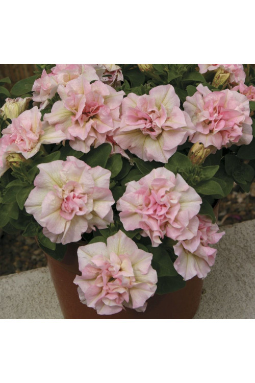 Surfinia 'Light Pink'