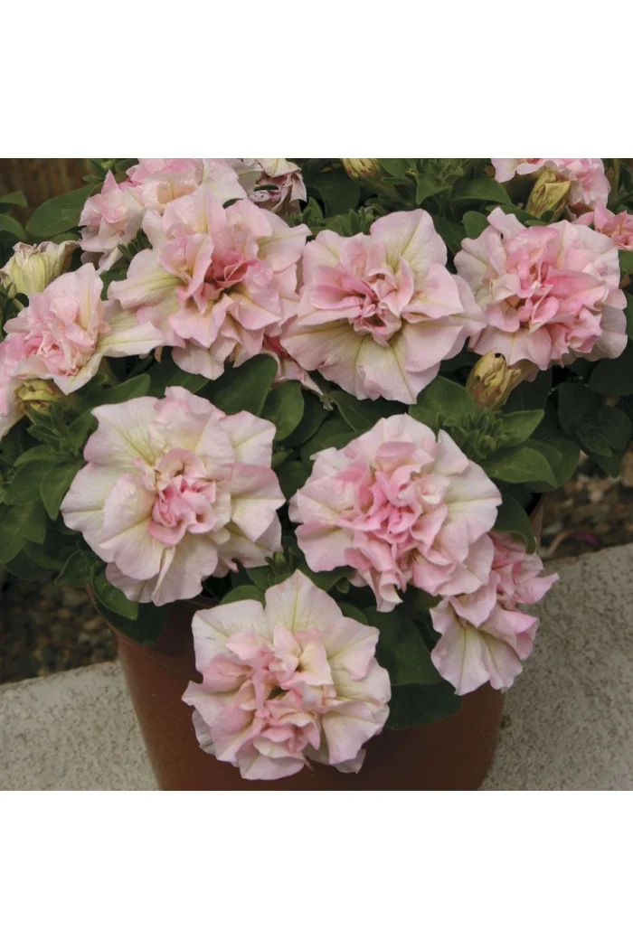 Surfinia 'Light Pink'