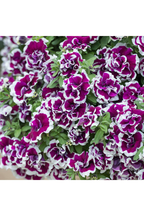 Surfinia 'Tumbelina Bella'