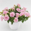 Surfinia 'Light Pink'