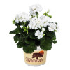 Pelargonia rabatowa 'Savannah White' div class'lat' Pelargonium zonale /div