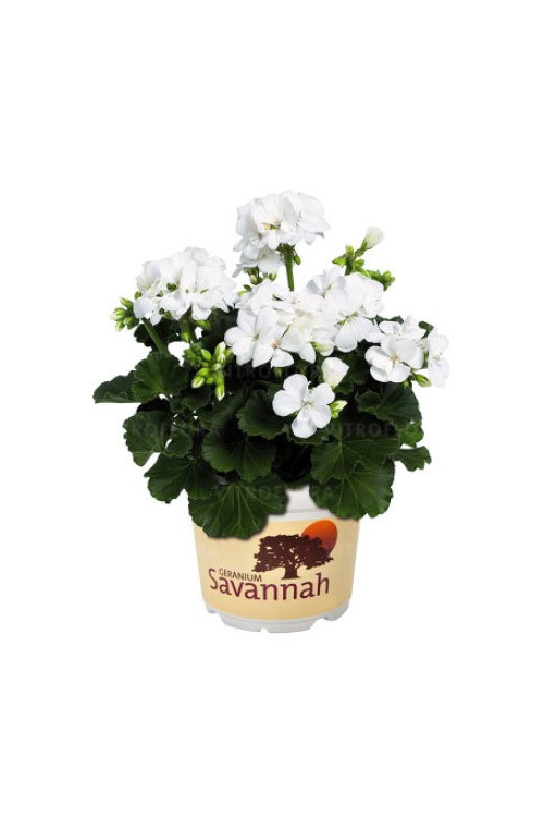 Pelargonia rabatowa 'Savannah White' div class'lat' Pelargonium zonale /div