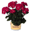 Pelargonia rabatowa 'TexMex Rubby' div class'lat' Pelargonium zonale /div
