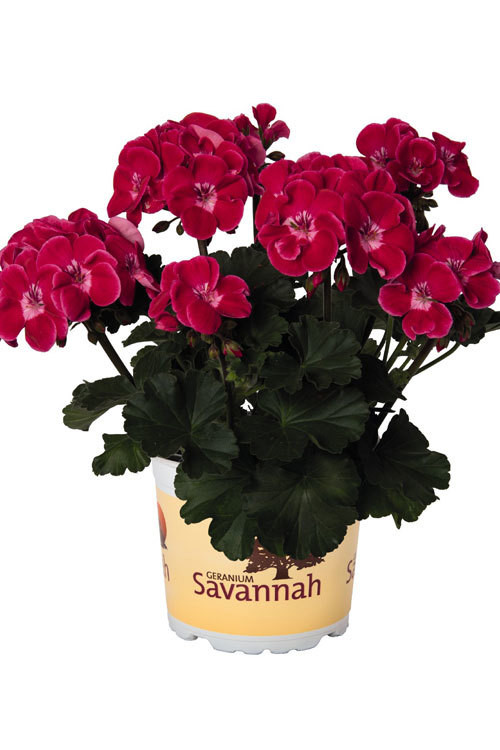 Pelargonia rabatowa 'TexMex Rubby' div class'lat' Pelargonium zonale /div