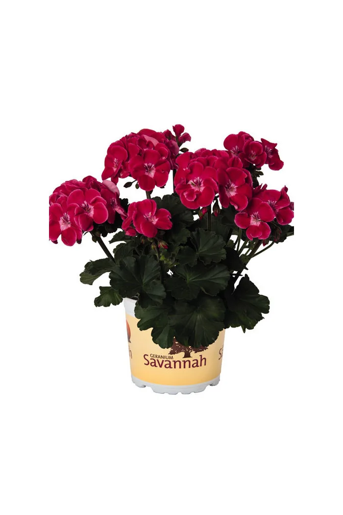 Pelargonia rabatowa 'TexMex Rubby' div class'lat' Pelargonium zonale /div