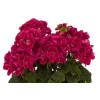 Pelargonia rabatowa 'TexMex Rubby' div class'lat' Pelargonium zonale /div