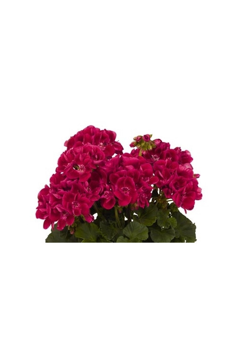 Pelargonia rabatowa 'TexMex Rubby' div class'lat' Pelargonium zonale /div