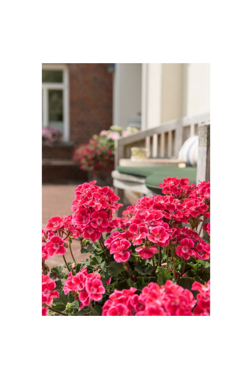 Pelargonia rabatowa 'TexMex Rubby' div class'lat' Pelargonium zonale /div