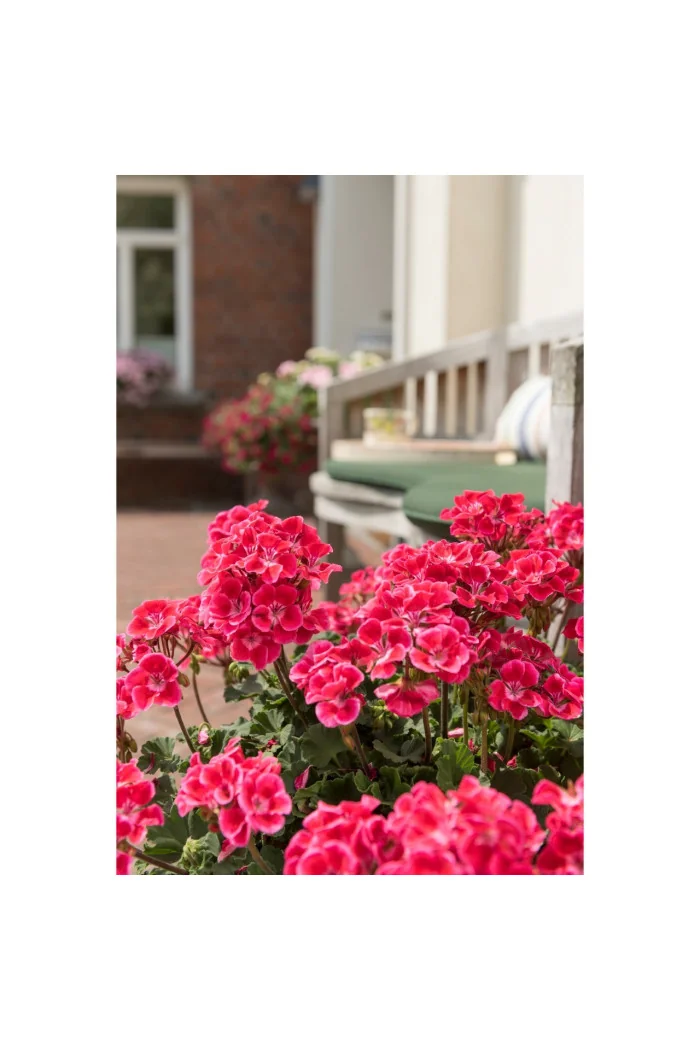 Pelargonia rabatowa 'TexMex Rubby' div class'lat' Pelargonium zonale /div