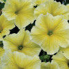 Potunia 'Fanfare Yellow'