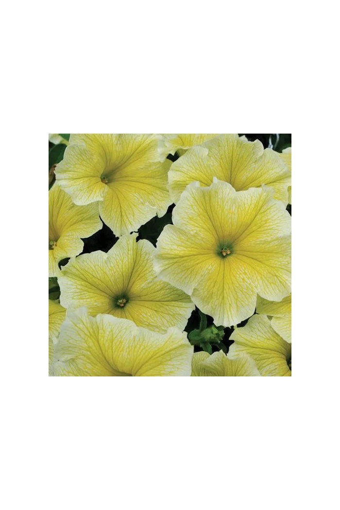Potunia 'Fanfare Yellow'