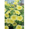Potunia 'Fanfare Yellow'