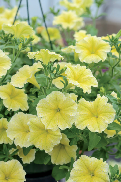 Potunia 'Fanfare Yellow'