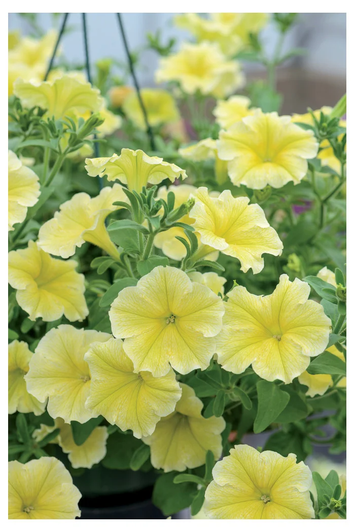 Potunia 'Fanfare Yellow'